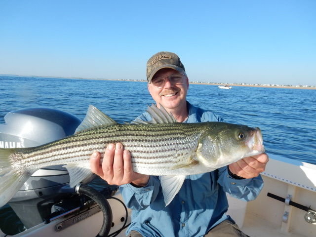 Chief Roy's Merrimack River striper